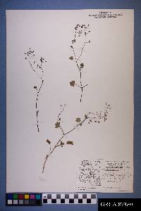 Phacelia filiformis image